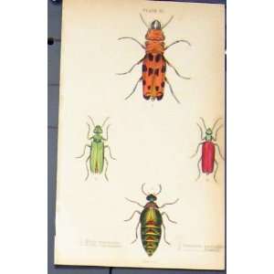  Beetle Horia Melow Cantharis Hand Colour Print C1835