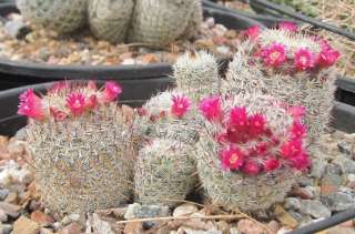 Mammillaria huitzilopochtli White Ball Cactus 1  