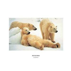 Ice Bears Poster Print 