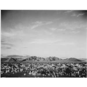  Ansel Adams Poster   Death Valley 3 24 X 19 Everything 