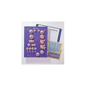  Meiosis Activity Model Toys & Games