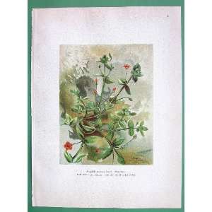 MEDICINAL PLANTS Red Chickweed Anagallis arvensis   Antique Print 