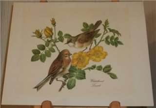 Whitethroat Linnet Print Lithograph of 2 Birds Rose Bush Audubon 