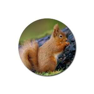 Squirrel Round Rubber Coaster set 4 pack Great Gift Idea 