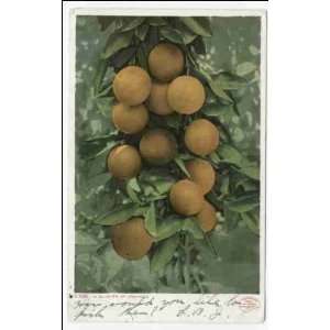  Reprint A Cluster of Oranges, Florida c1899