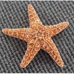  Lot of 3 Sugar Starfish 