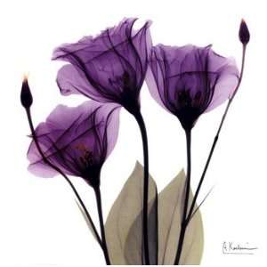  Albert Koetsier X ray Royal Purple Gentian 12.00 x 12.00 