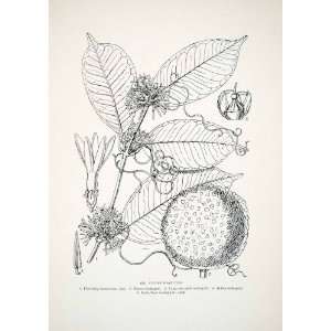 1906 Lithograph Clitandra Nitida Plant Liberia Africa Matilda Smith 