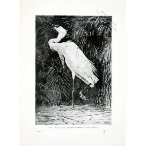  1906 Print Great Egret White Heron Liberia Africa Wildlife 