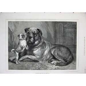  1880 Landseer Fine Art Puppy Dogs Animals Pets Print
