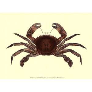  Antique Crab II by James Sowerby 13x10