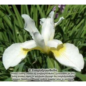  Siberian Iris Snow Queen   Three 3/5 fan plants   3/5 fans 