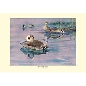   poster printed on 12 x 18 stock. Pink Eared Duck