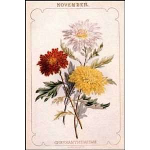 Chelsea Flowers Nov Chrysanthemum Poster Print