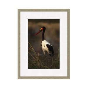  Saddlebilled Stork Framed Giclee Print