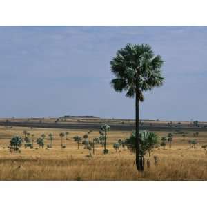 Landscape of a Savannah Dotted with Palm Trees Premium Photographic 