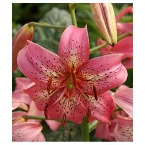  Lily   Tiger   Pink Flavour Patio, Lawn & Garden