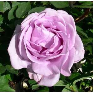  Blue Moon Rose Seeds Packet Patio, Lawn & Garden