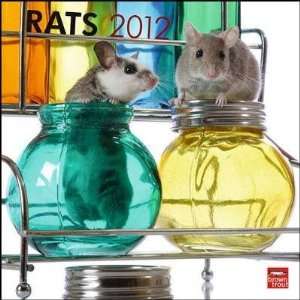  Rats 2012 Wall Calendar 12 X 12