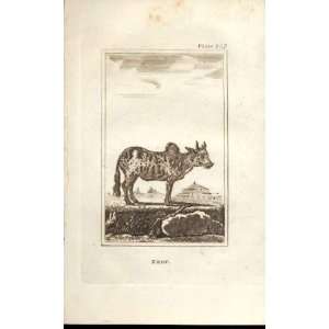  Zebu 1812 Buffon Natural History Pl 237 Antique Print 