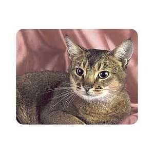  Abyssinian Cat Coasters
