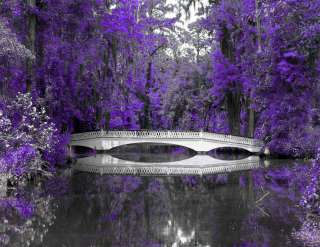 Black & White Purple Trees Bridge Wall Art Picture  