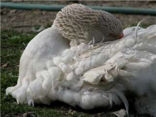 Sebastopol Goose Hatching Eggs (RARE COLORS)  