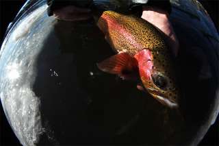   7642 76 4wt 2/1 Bear River Split Cane Fly Fishing Rod USA  