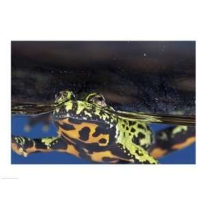  Oriental Fire bellied Toad Poster (24.00 x 18.00)