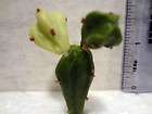   Miniatures flower pot Dept 56 Cactus Stems Iris daisy lily tulip Z118