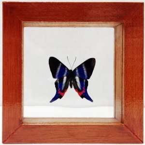  Rhetus Dysoni Metalmark Blue Butterfly Framed in Classic 