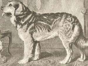 Shaw & Cassells Book of the Dog 1890. The Leonberg Dog  
