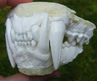 Leopard jaws teeth cast taxidermy replica  