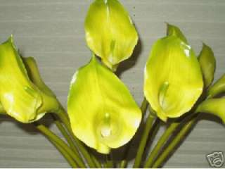 12 Silk Green Calla Lilies, flowers, plants, plant  