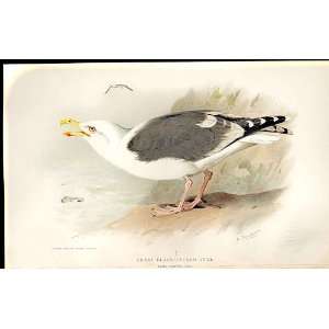 Great Black Backed Gull By Thorburn Birds 1855 97 