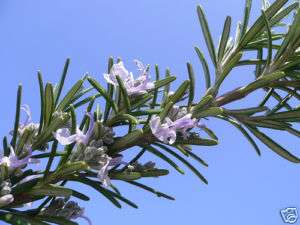 Rosemary Tuscan Blue (Rosmarinus Officinalis) 1 Plant.  