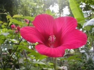 Hibiscus Lord Baltimore 8 seeds  