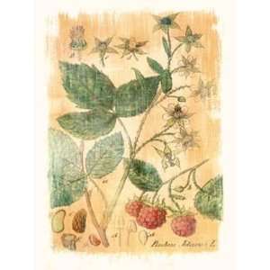  Rubus Jdaeus by Thea Schrack 12x16