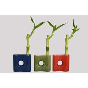   Vases with 3 Stalks 6 Straight Lucky Bamboo For Feng Shui Or Gifts