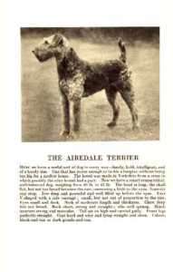 Airedale Terrier   1931 Vintage Dog Print   MATTED  