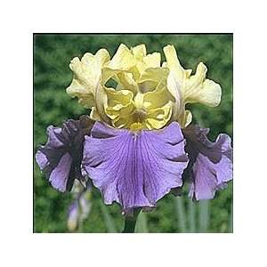    Iris   German Bearded   Tall   Edith Wolford Patio, Lawn & Garden