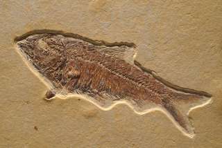 EXCEPTIONAL Fossilized Fish plaque  Green River Wyoming  