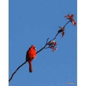  Cardinal on Cherry Branch