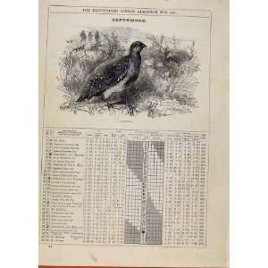 London Almanack September 1886 Partridge Bird Sketch 