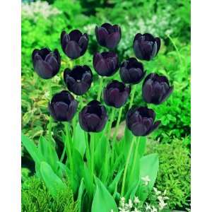 Spätblühende Tulpen Queen of Night, schwarz blühend, Größe 10 