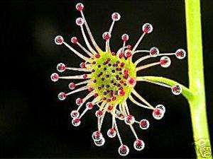 Schönste Zimmerpflanze d. Welt Sternblume fängt Mücken  