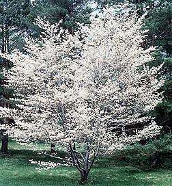 Amelanchier lamarckii Kupfer Felsenbirne Top  