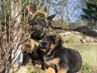 Schäferhundwelpen in Bayern   Schweinfurt  Hunde & Zubehör   