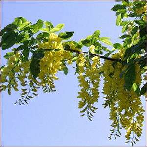 GOLDEN CHAIN TREE   LABURNUM ANAGYROIDES BULK 100 seeds  