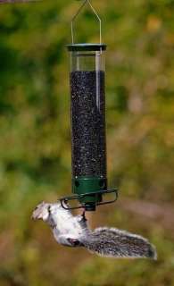   flipper is the definitive squirrel proof bird feeder birds love to